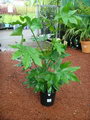 Fatsia Japonica